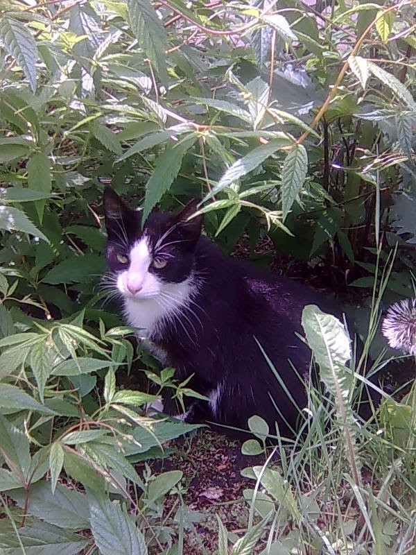 Mustavalkoinen kissa pensaassa