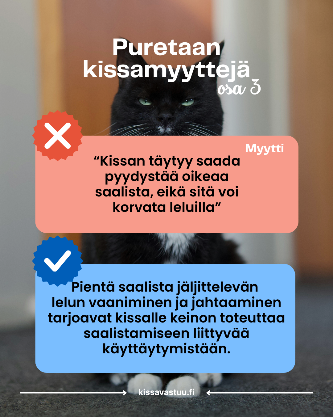 Puretaan kissamyyttejä! Osa 3